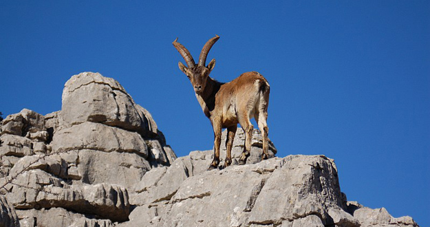 La población de cabra montés roza los 18.000 ejemplares en Sierra Nevada
